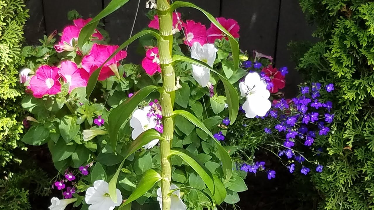 El mejor momento de trasplantar Dendrobium Nobile #Jardín/Orquídeas ║Orquídeas en el mundo