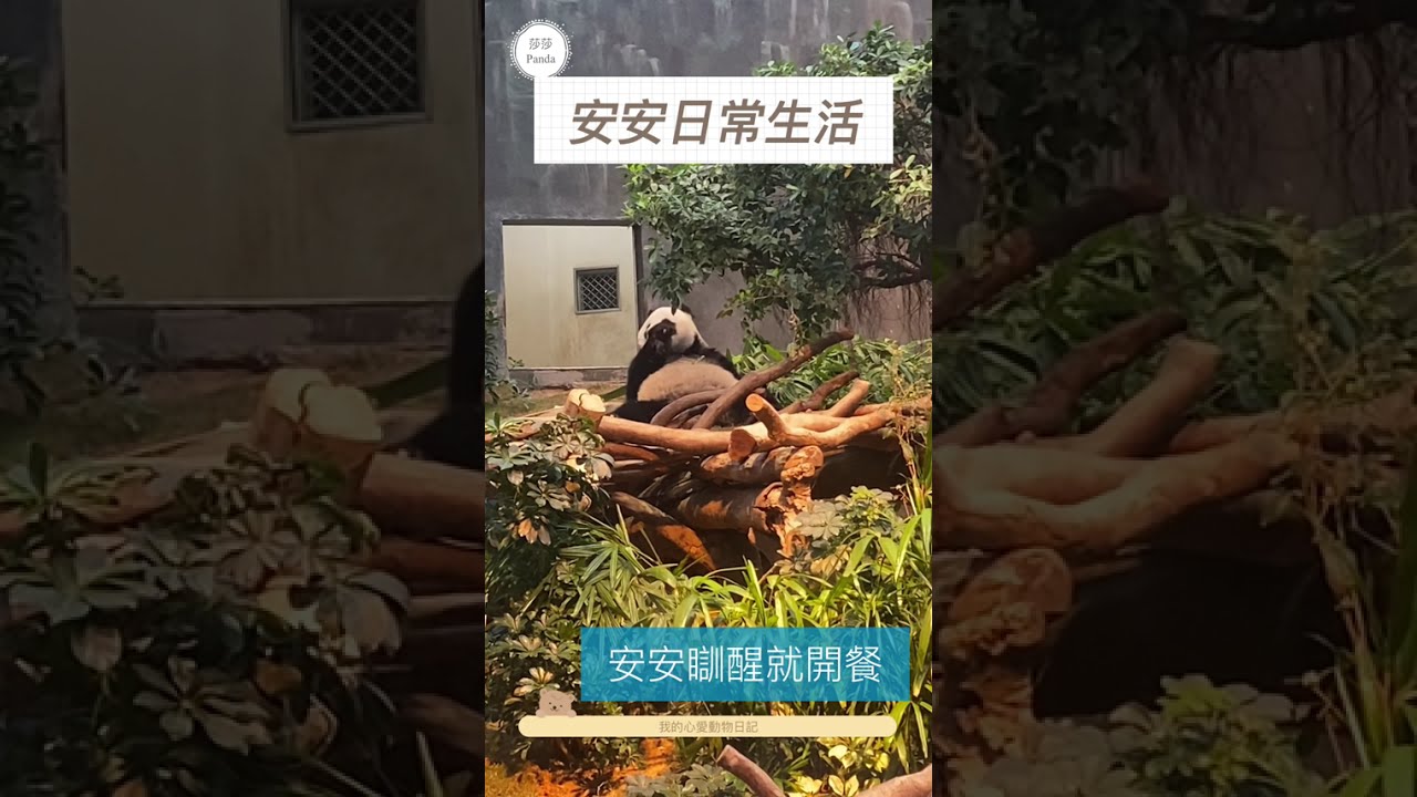 ［大熊貓🐼之旅］安安瞓醒就安安靜靜渡過悠閑的日常生活🐼🐻🐼🐻🐼💕💕💕💕💕