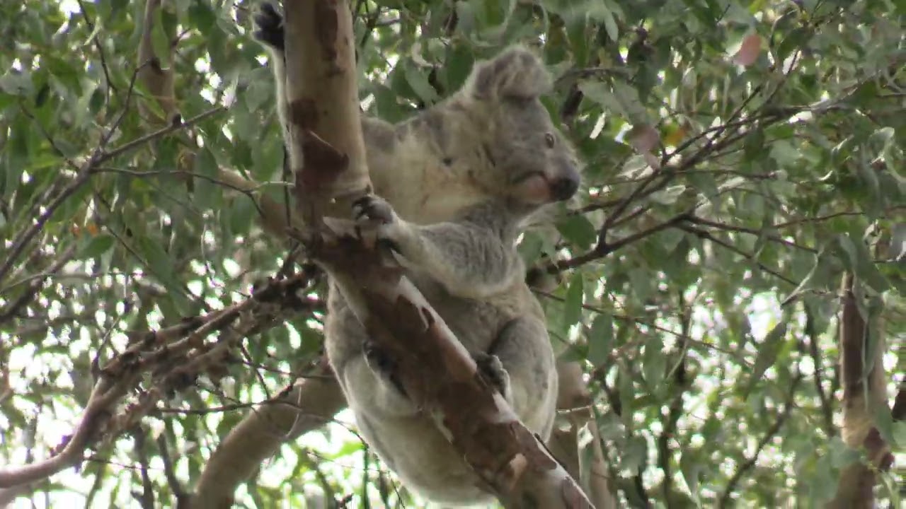 Koalas, wild and free....