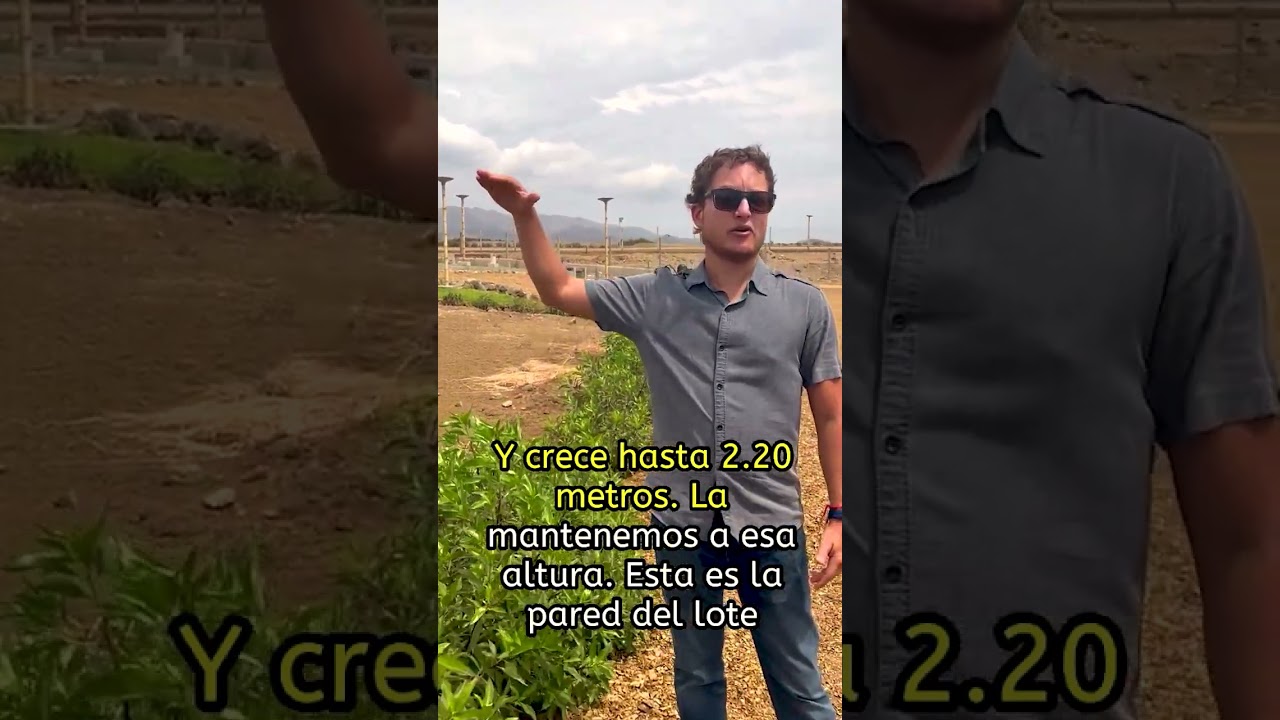 &iexcl;Mira como est&aacute; creciendo el cerco vivo de nuestros condominios!