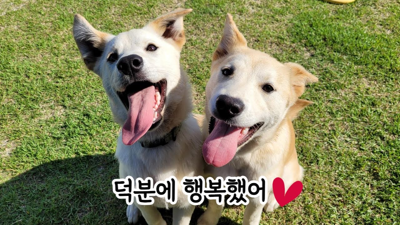 밀크 라떼 임시보호 종료합니다