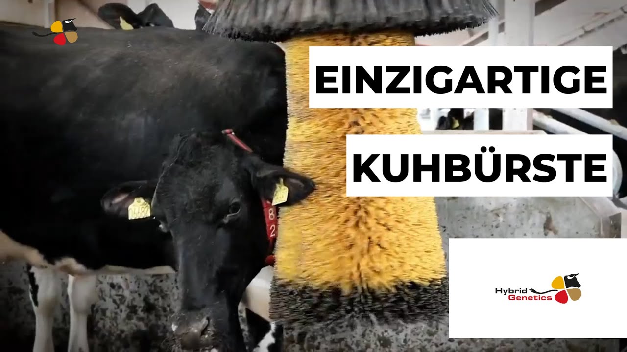 DIE BESTEN KUHBÜRSTEN FÜR SAUBERE UND ZUFRIEDENE KÜHE