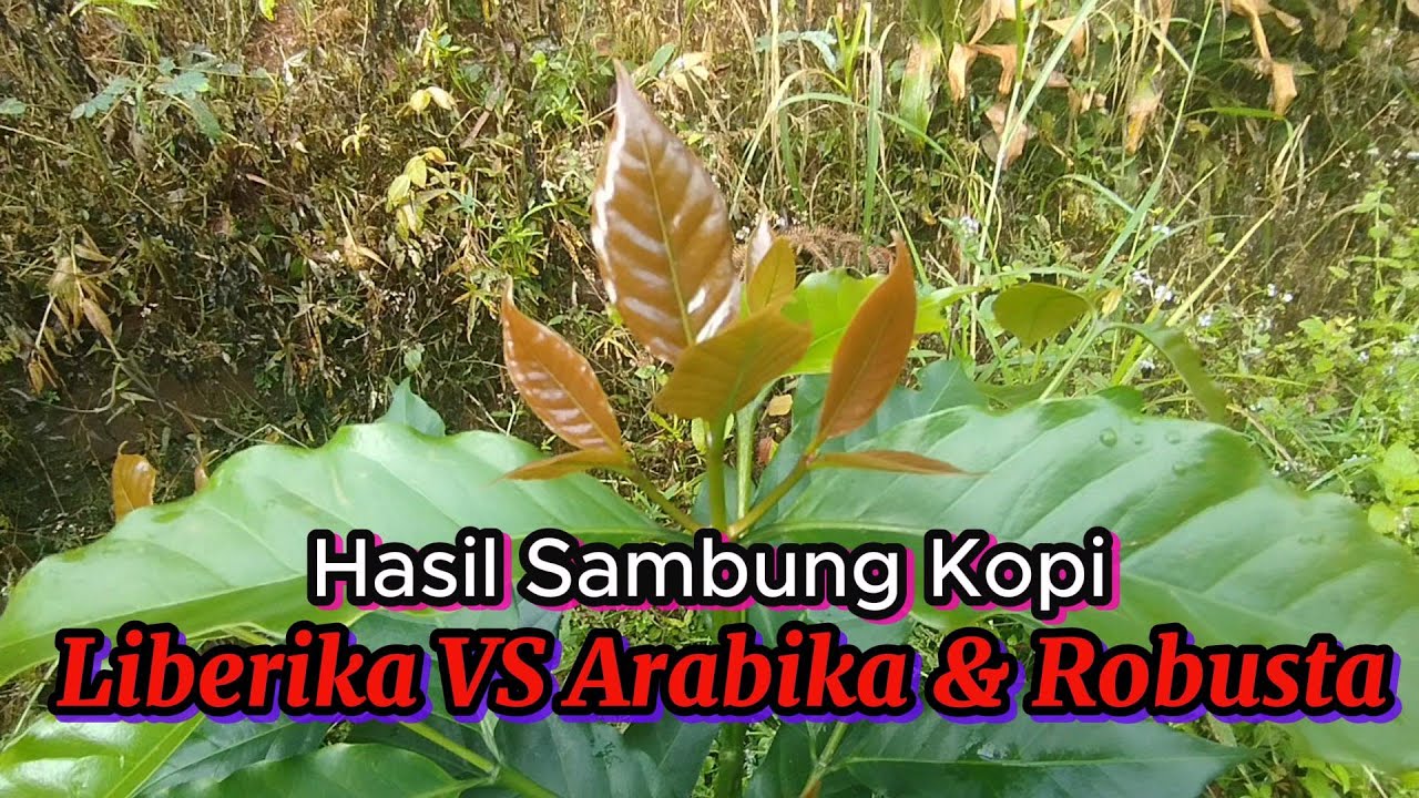Hasil Sambung Kopi Liberika Vs Arabika & Robusta