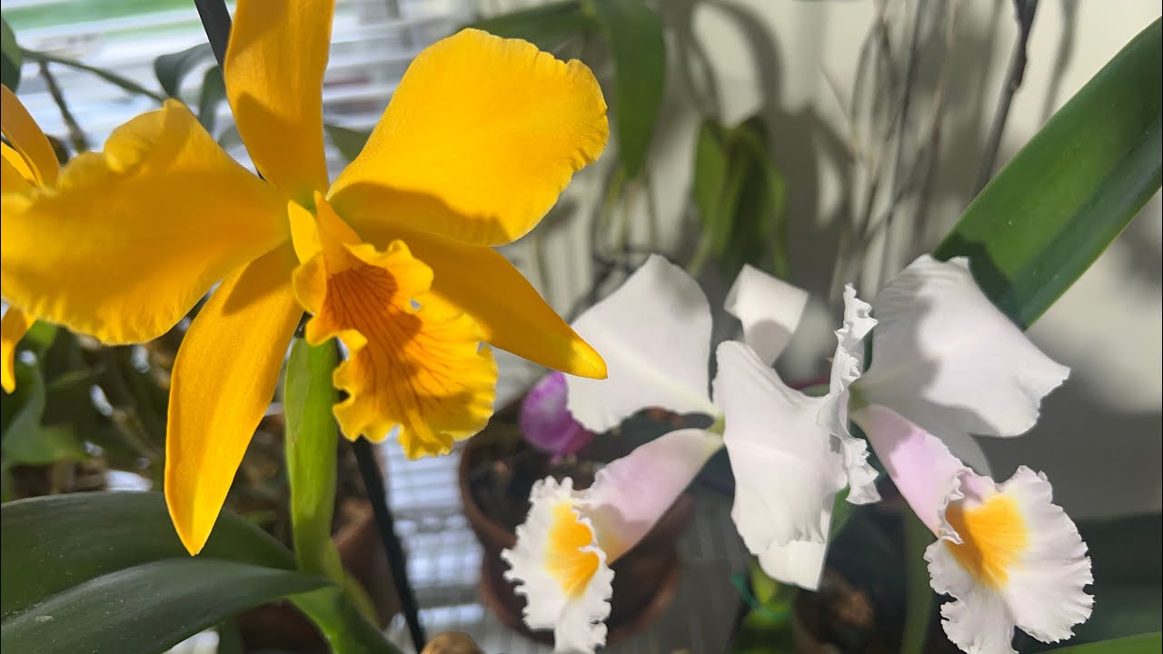 Про каттлею Шредера и ее гибрид. Cattleya shroederae. Blc. Kabbom. И про как вариант выгула собак :)