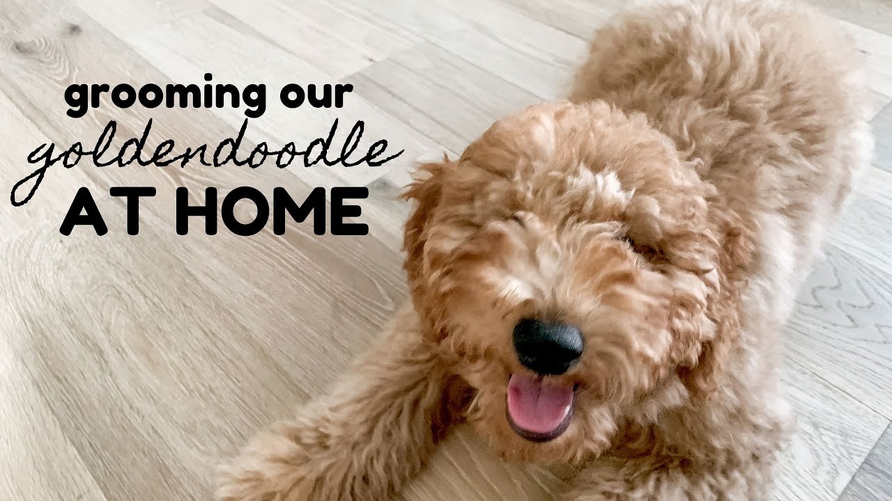 Grooming Mini Goldendoodle At Home  // 20 weeks old // Puppy Vlog