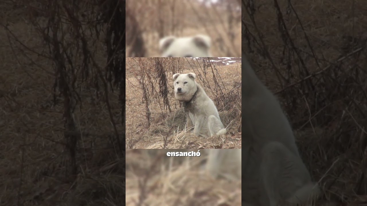 Rescate a Perro con Correa que lo Aprieta