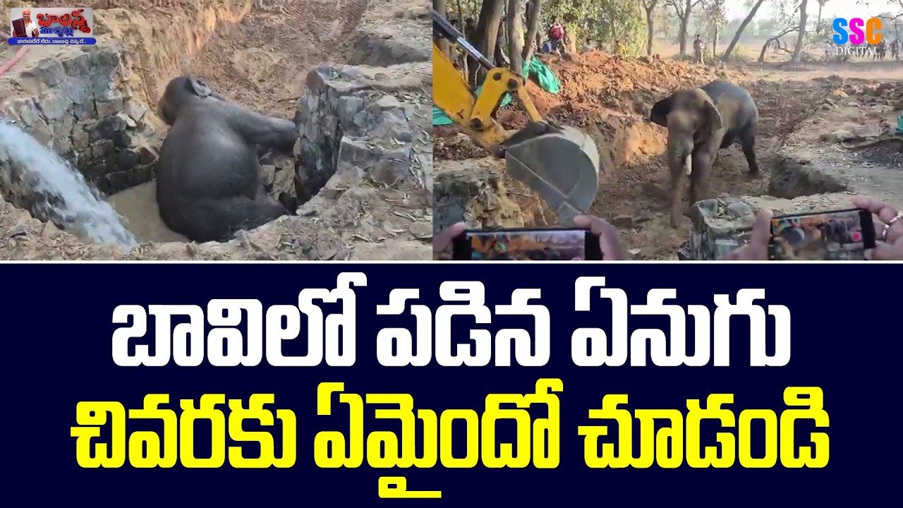 Elephant Falls Into Well Video Viral | బావిలో పడిన ఏనుగు చివరకు ఏమైందో చూడండి | #SSCDigital