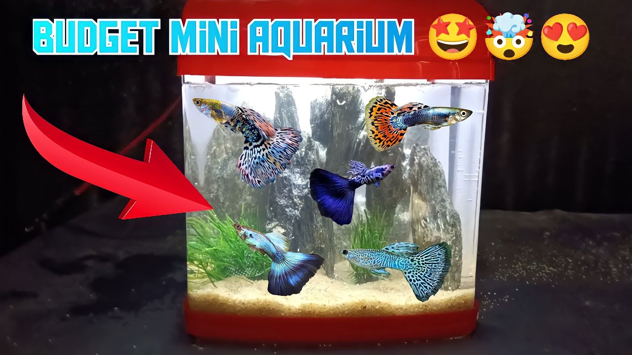 Budget Mini Aquarium 🤩🤯😍