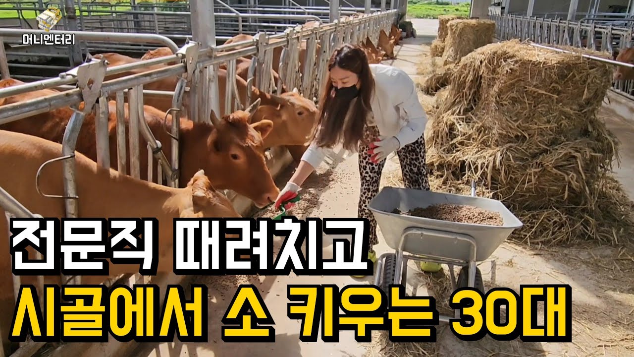 시골로 귀농해 소 키우는 30대 여자 이야기