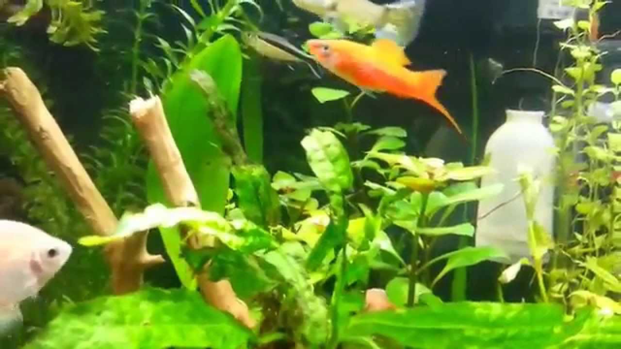 Aquarium planté 60L