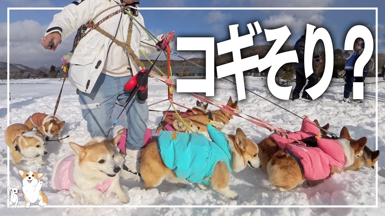 大量のコーギーを散歩してみた𓊈1955日目𓊉