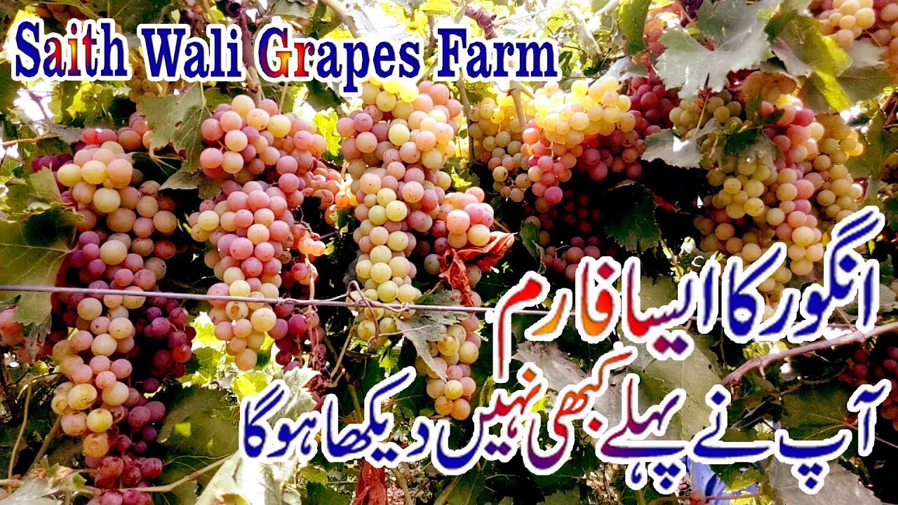 Grapes Farming tips..