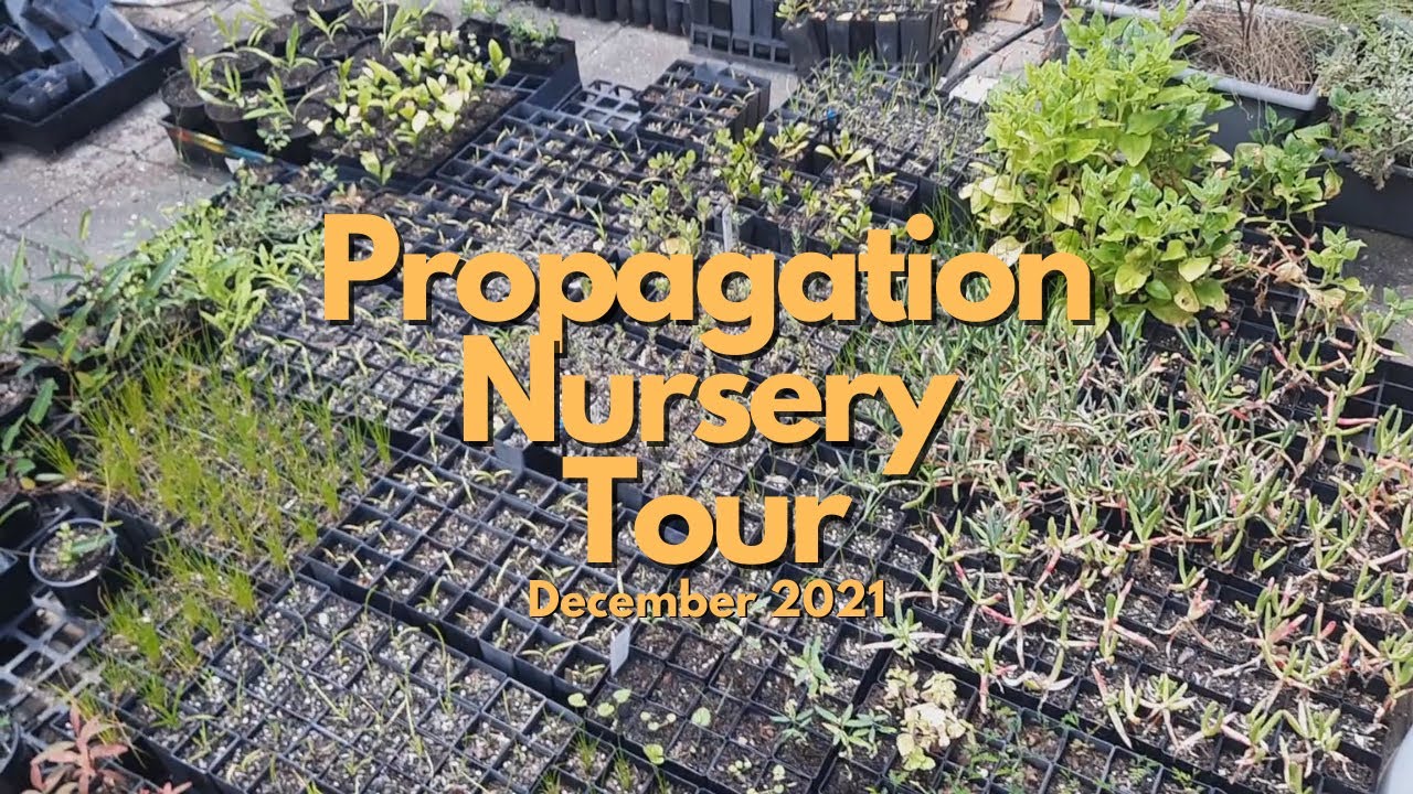 Australian Native Tubestock | Micro Nursery Vlog December 2021
