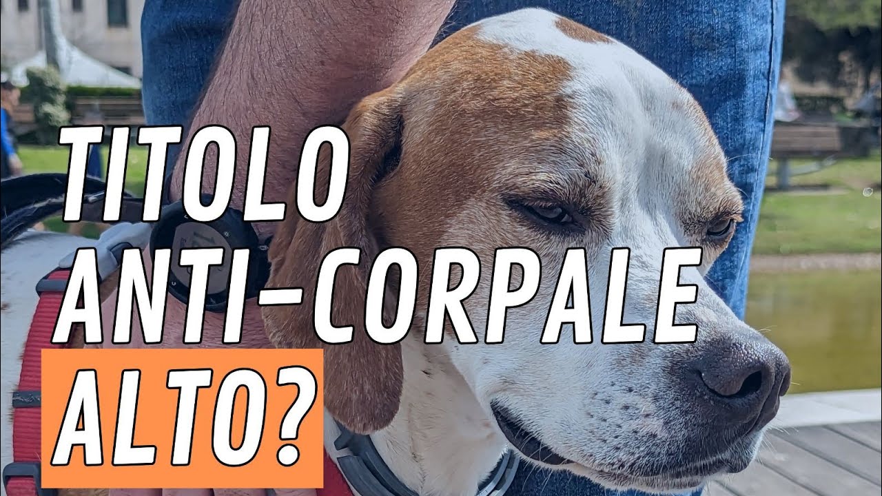 Titolo anticorpale alto durante la terapia della leishmaniosi canina