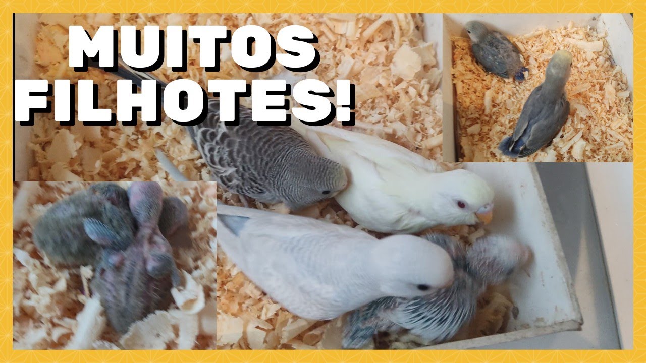 Temporada de Reprodução! Mostrando os Filhotes! Agapornis, periquito australiano!