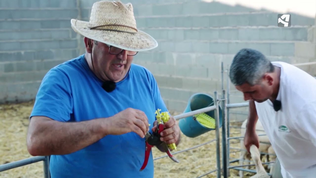Toño selecciona sus mejores corderos