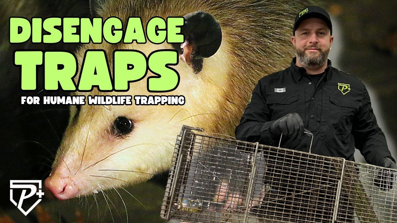 How To Disengage Humane Wildlife Traps