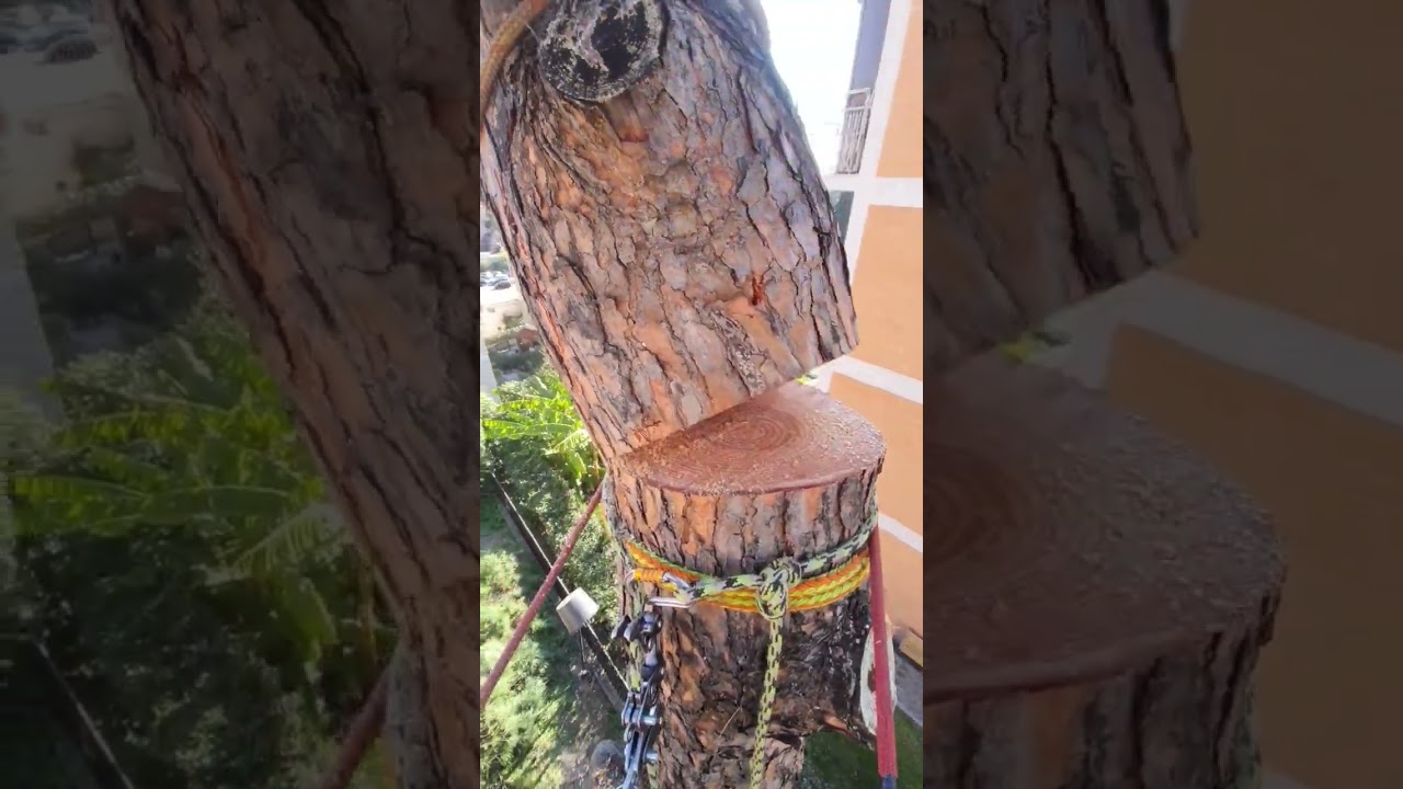 caduta tronco in tree climbing #treeclimbing #alberi #abbattimento #arboricoltura #treeremoval
