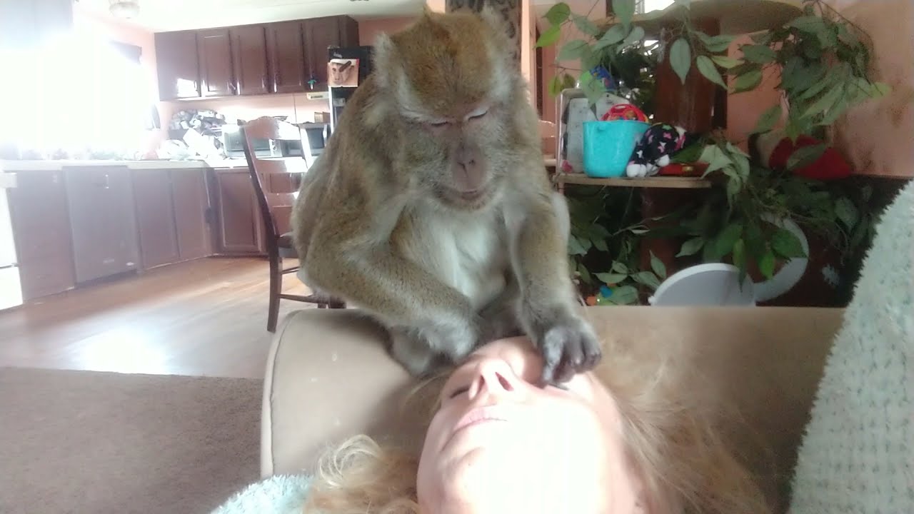 Relax Relax ASMR Macaque