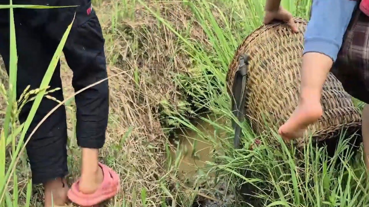 Mother and Son Cut Bananas to Sell & Catch Fish to Cook | Simple Family Life