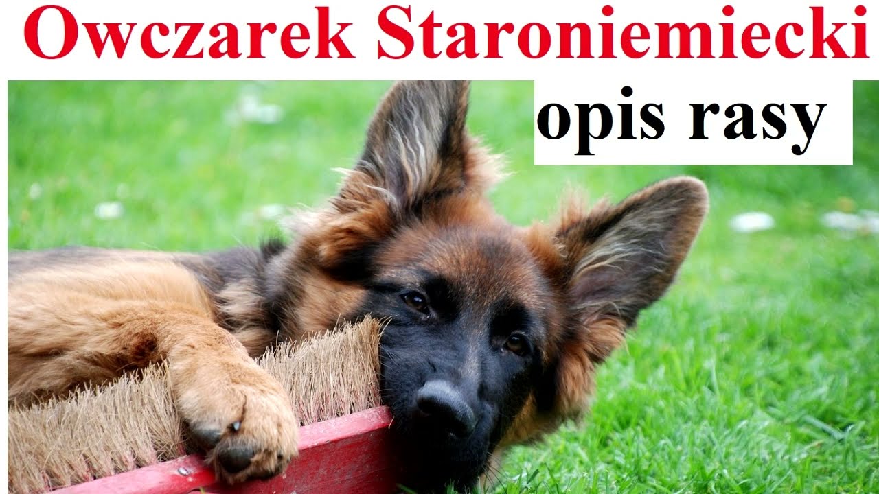 Owczarek Staroniemiecki - opis rasy - (charakter, pielęgnacje, żywienie, dla kogo)