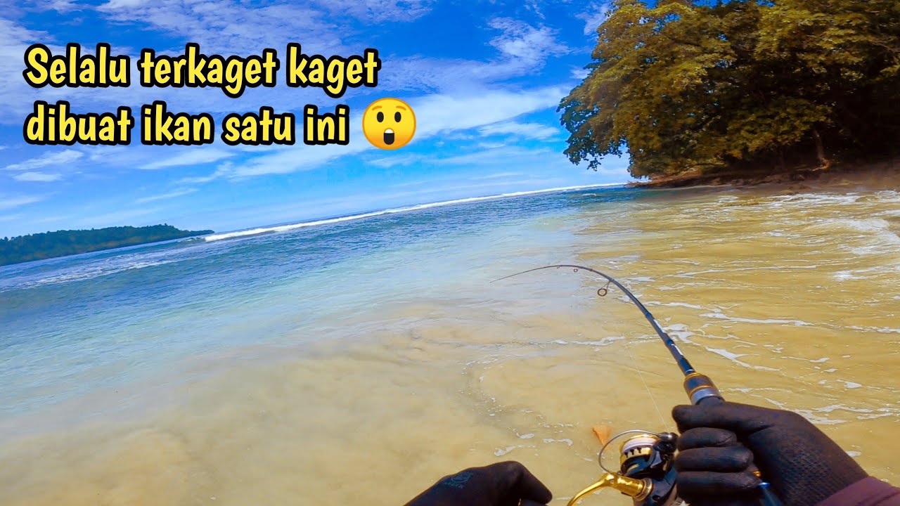 Cuma ikan ini yang selalu bikin saya kaget dan panik dengan serangan pertamanya !!