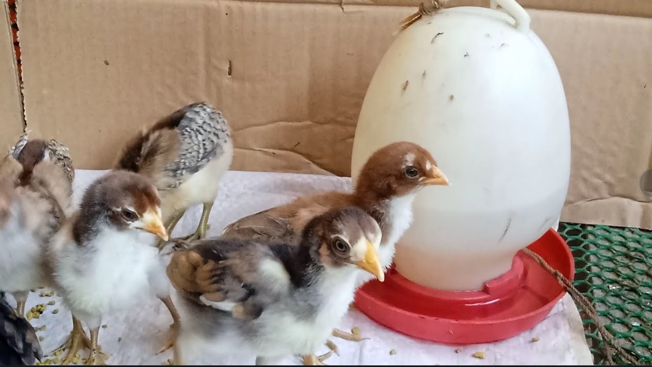 如何喂养雏鸟 很多鸡  Amazing​ Chickcare  Part​ 9