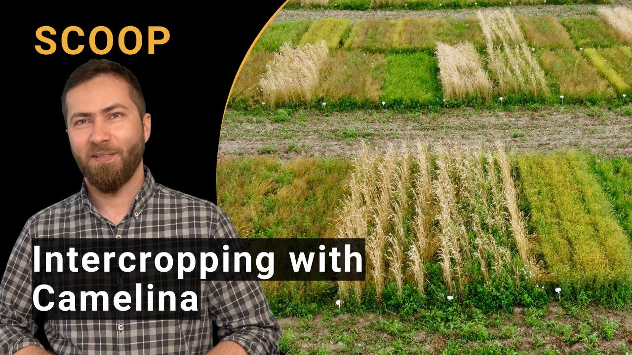 Intercropping with camelina to increase yields of local underutilized crops (SCOOP CORE Organic)