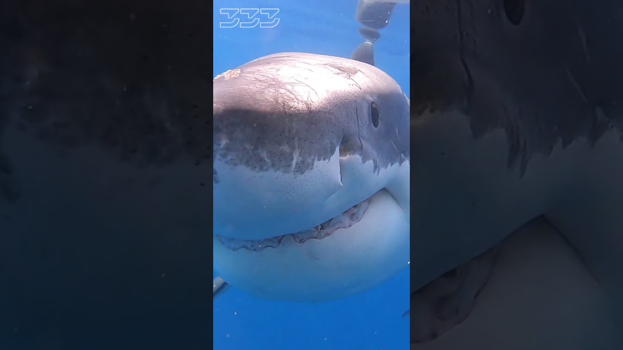 Great White Shark Bite #shorts #sharks #greatwhiteshark