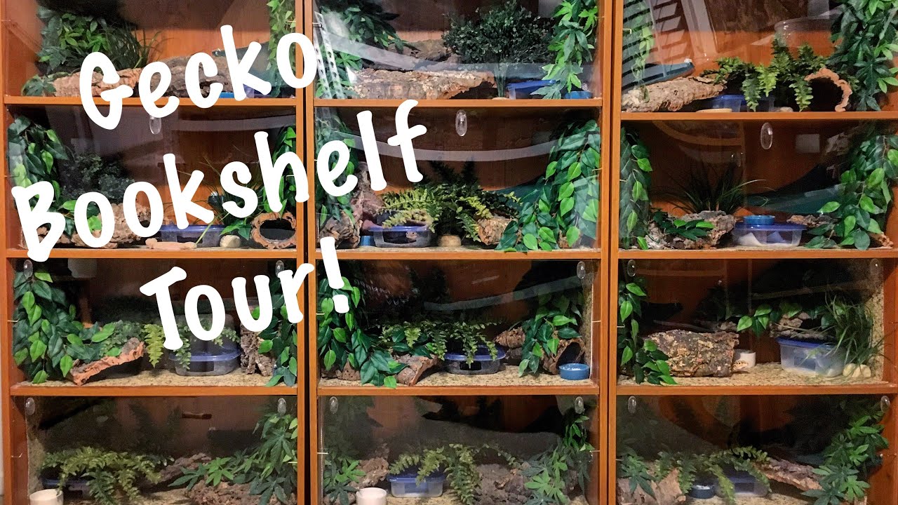 My Leopard Gecko Enclosures | Gecko Bookshelf Tour