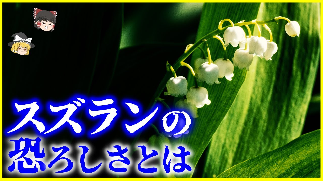 【ゆっくり解説】実は危険な植物⁉️「スズラン」の恐ろしさとは？を解説/花瓶の水で死亡事故？恐ろしいその毒性とは