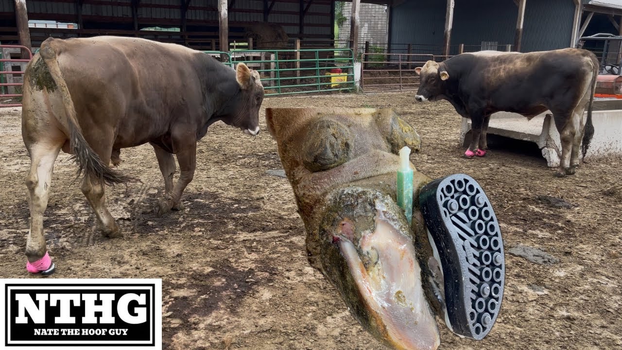 Two BIG SWISS BULLS &hellip;..3 BAD HOOVES