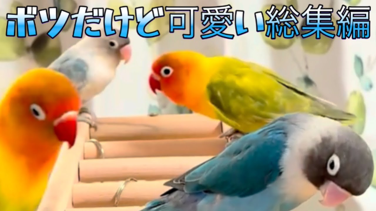 ボタンインコ可愛いぞ、1