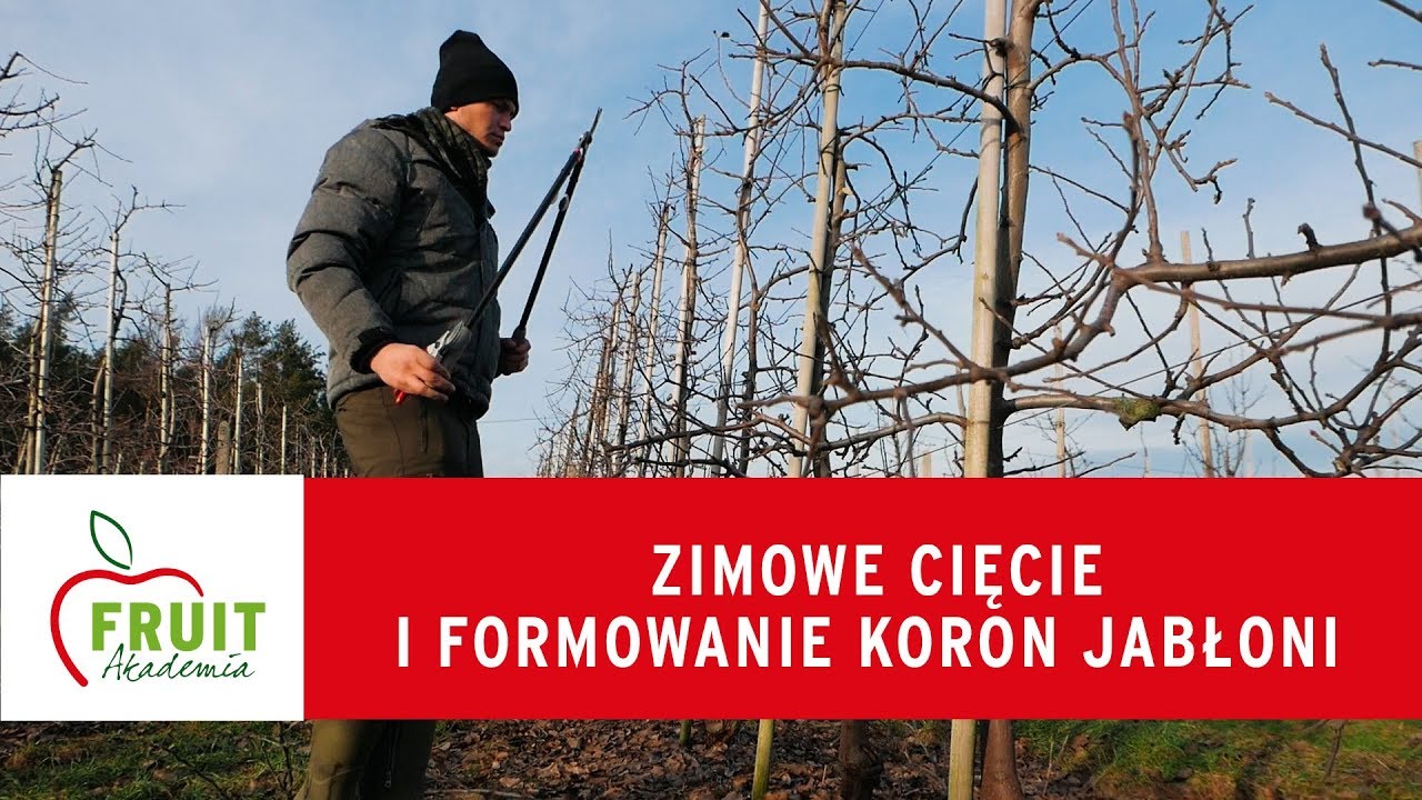 Zimowe cięcie i formowanie koron jabłoni