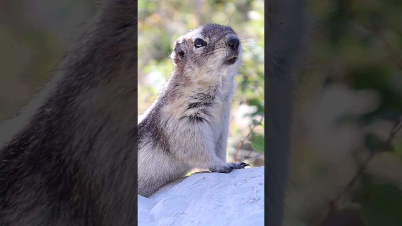 Canadian Chipmunk in Waterton! 