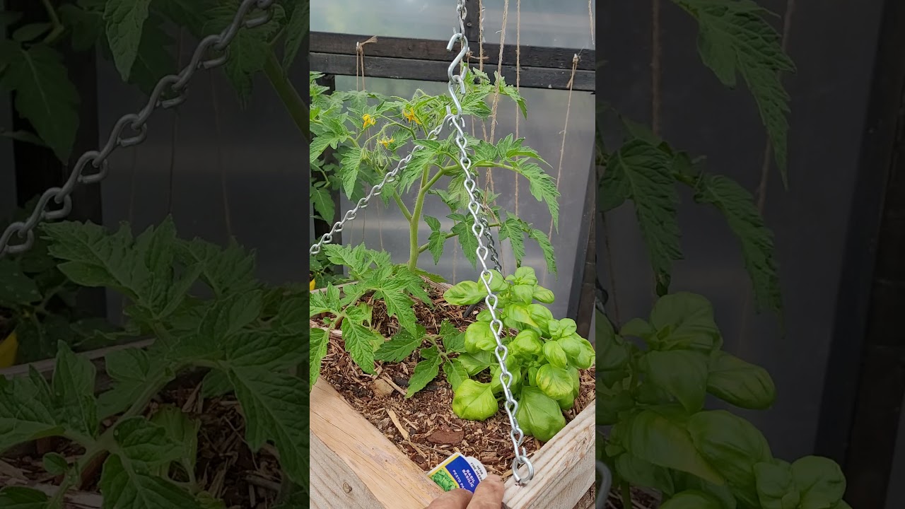 Planting Tomatoes with Basil 🌿🍅 | Does Companion Planting Really Improve Flavor?