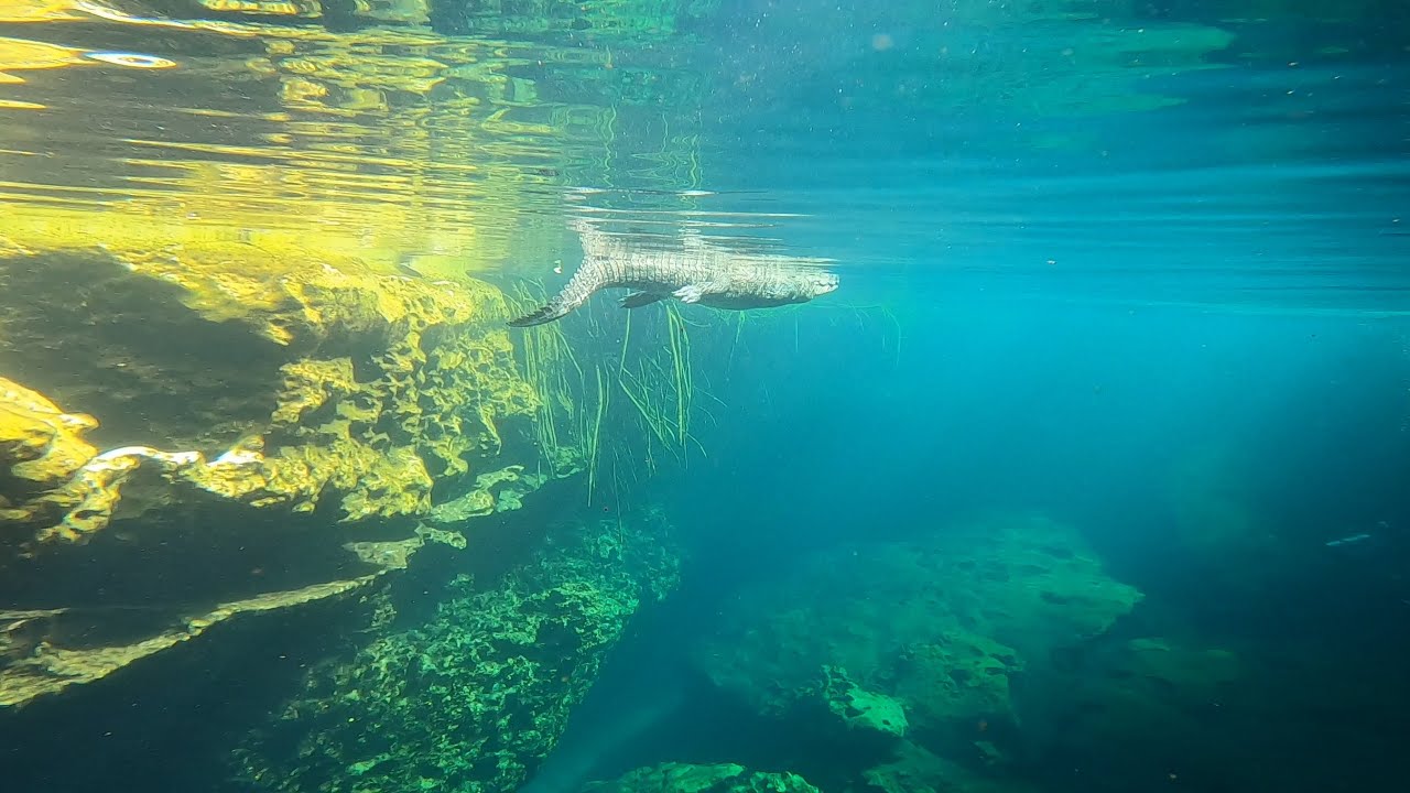 Diving Casa Cenote - Quintana Roo, Mexico