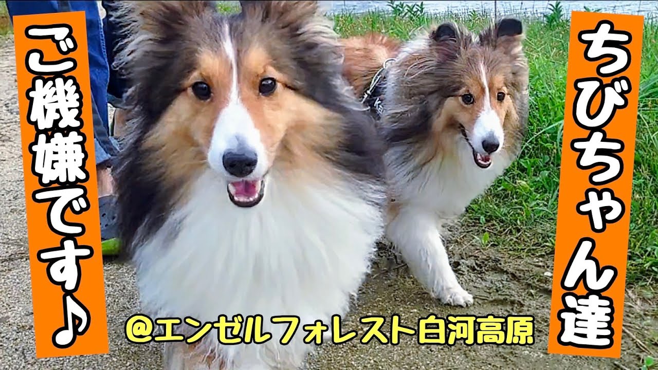 大自然の中でお散歩中の愛犬たちが とっても嬉しそうです❤️【2024年9月の思い出】Taking a walk in the forest makes dogs happy