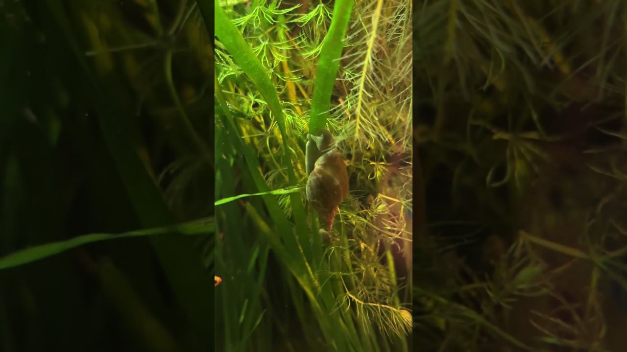 natural river Freshwater aquarium  setup, 🌿 