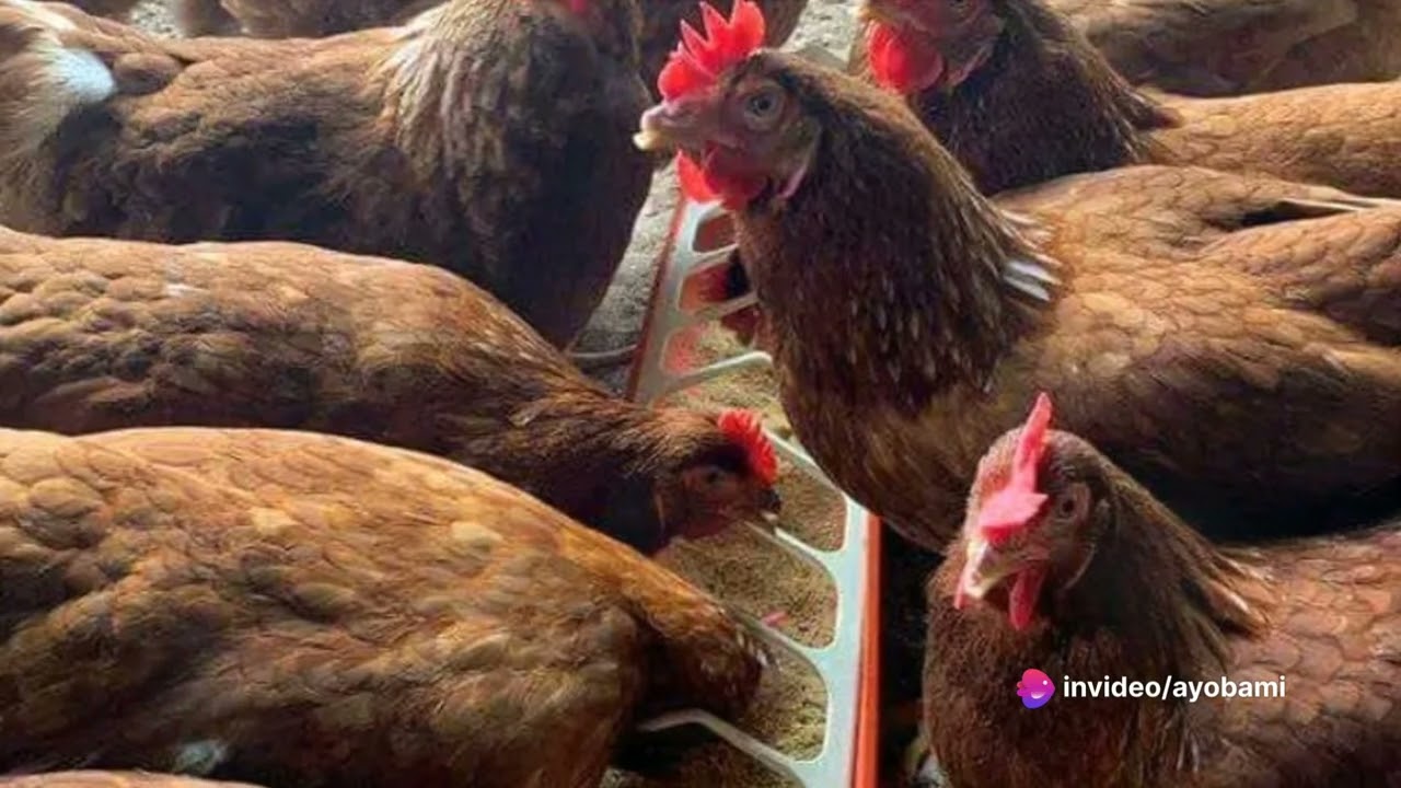 The Art of Poultry Feed Formulation #poultryfeed #feedformulation #nutrientionreqt#