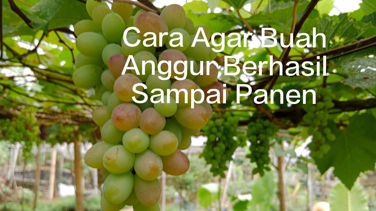 TIPS AGAR BUAH ANGGUR TIDAK GAGAL PANEN ⁉️