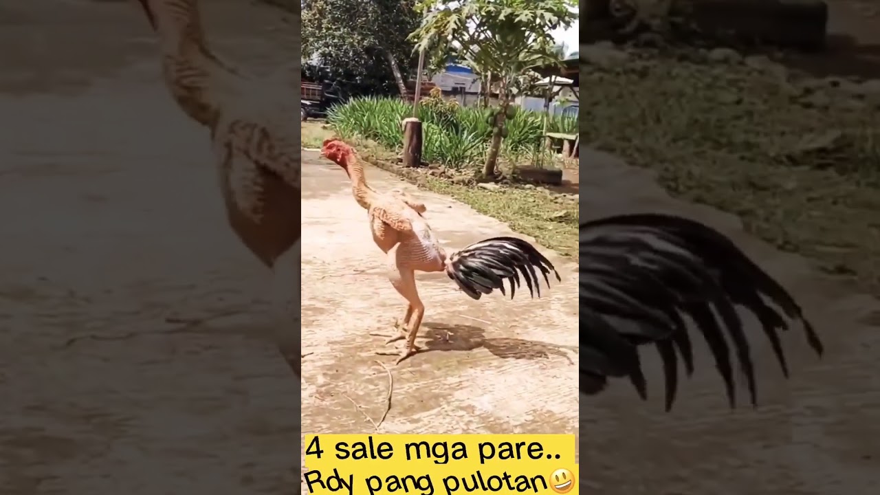 Hubot hobad na pagalagala.. huli  SA CAMERA.🎥  pero d kulong haha!!