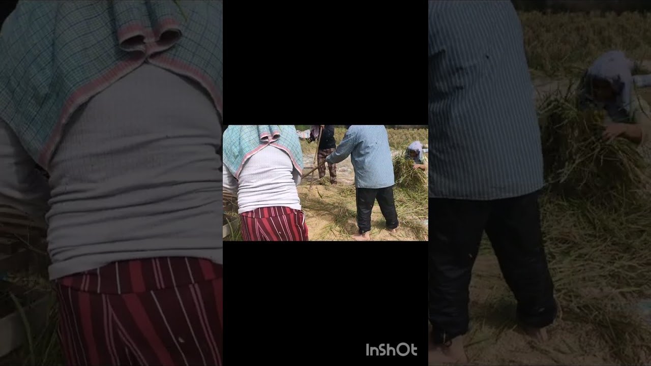 Saat Musim Panen Padi di Kampung dilakukan secara gotong royong