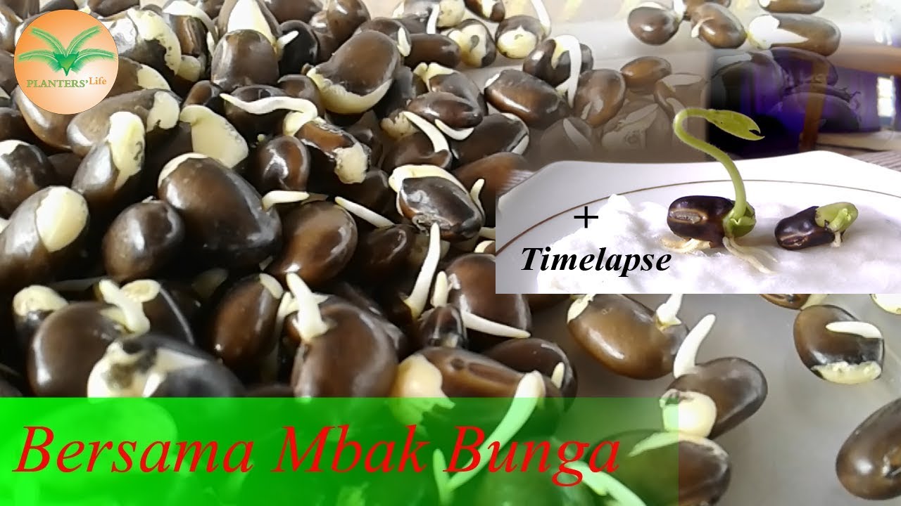Tahapan Penyemaian Biji Mucuna Bracteata - Planters Life
