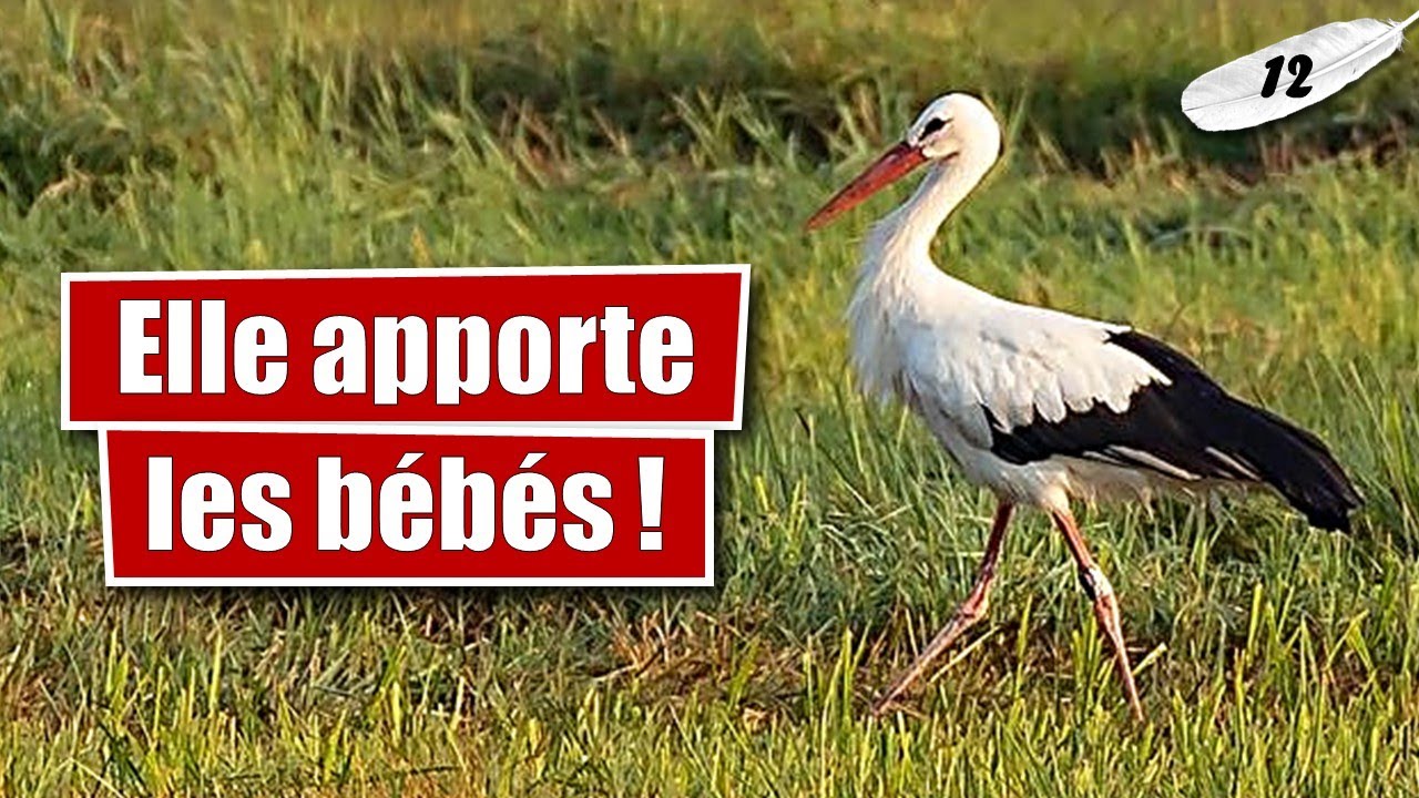 Cigogne blanche - Oiseau de légendes - LLT #12