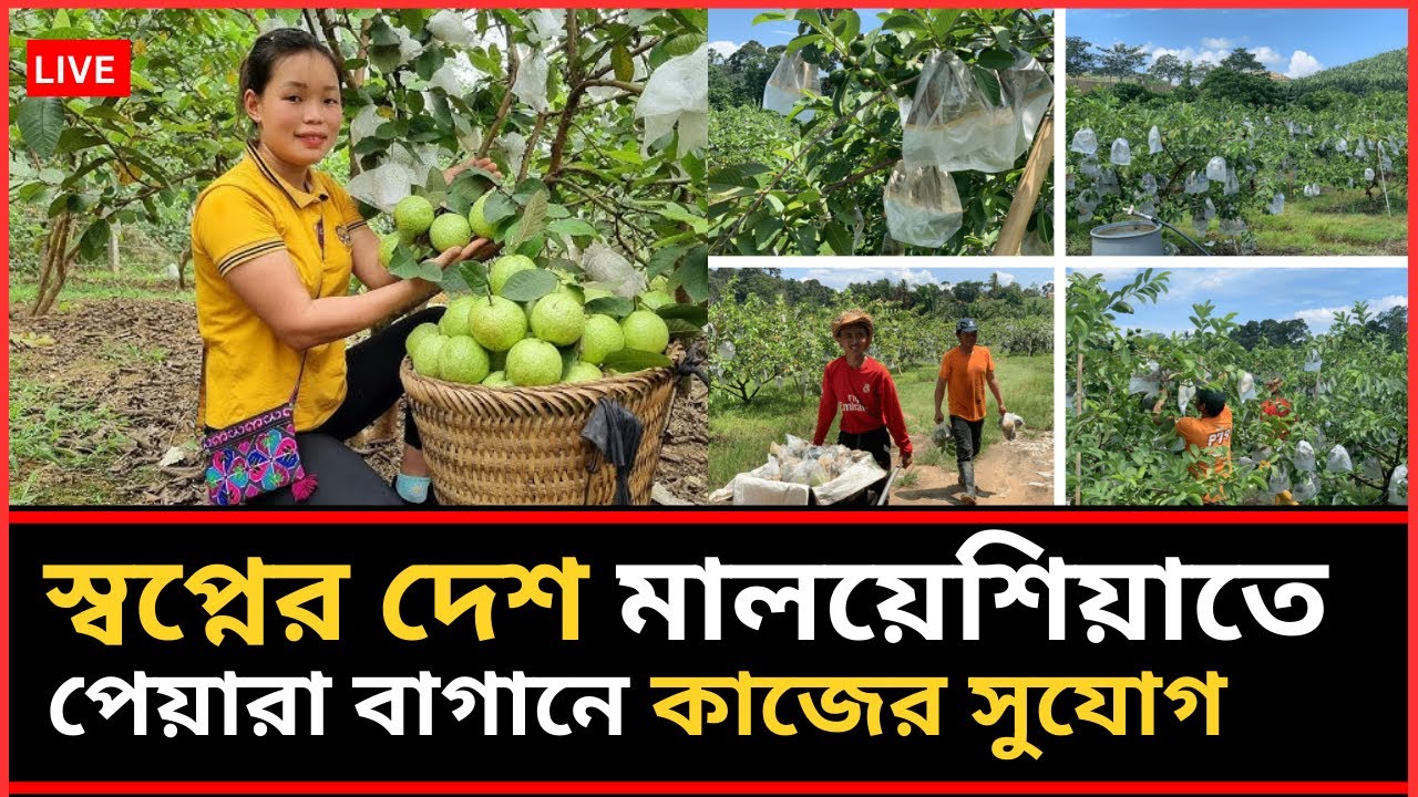 মালয়েশিয়া যারা বেকার বসে আছেন | তাদের জন্য রয়েছে কাজের বিশাল সুযোগ #ProbashJobCenter