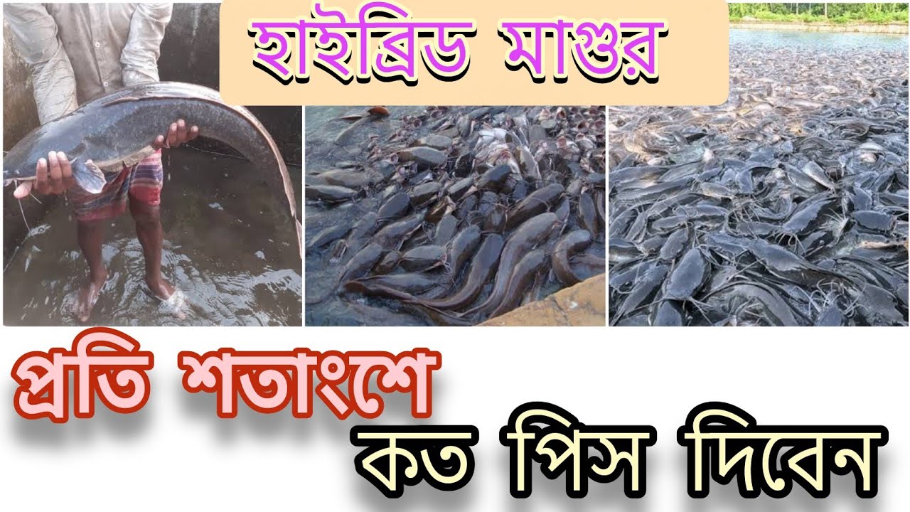 কীভাবে চাষ করবেন হাইব্রিড মাগুর। প্রতি শতাংশে কত পিস দিবেন।হাইব্রিড মাগুর মাছের দাম কেমন।বিস্তারিত√