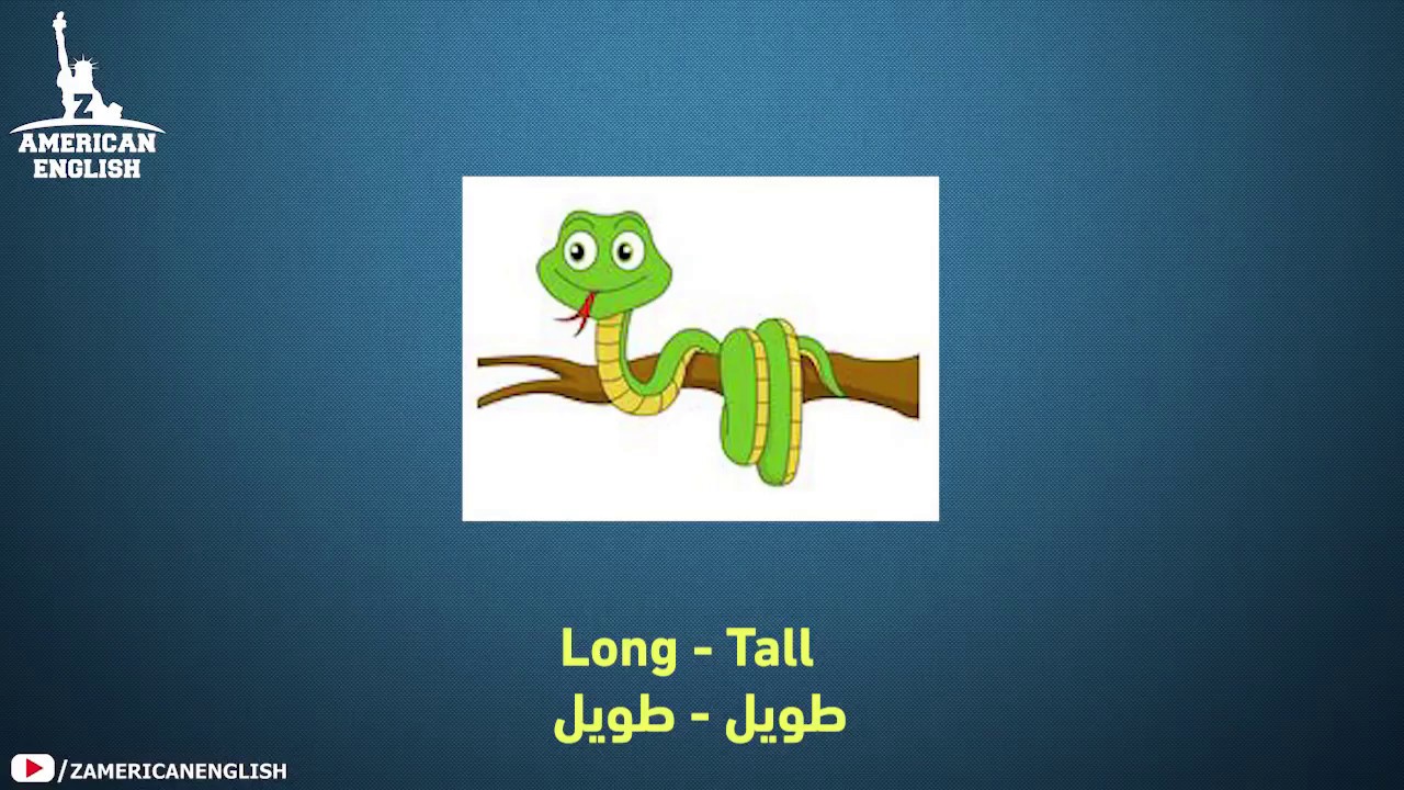 سلسلة الفرق في دقيقة Tall   Long
