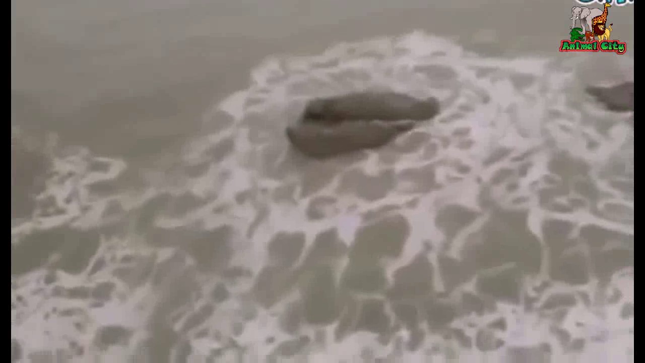 Most Mysterious Creatures Mermaid & Spotted In Real Life! Animal City