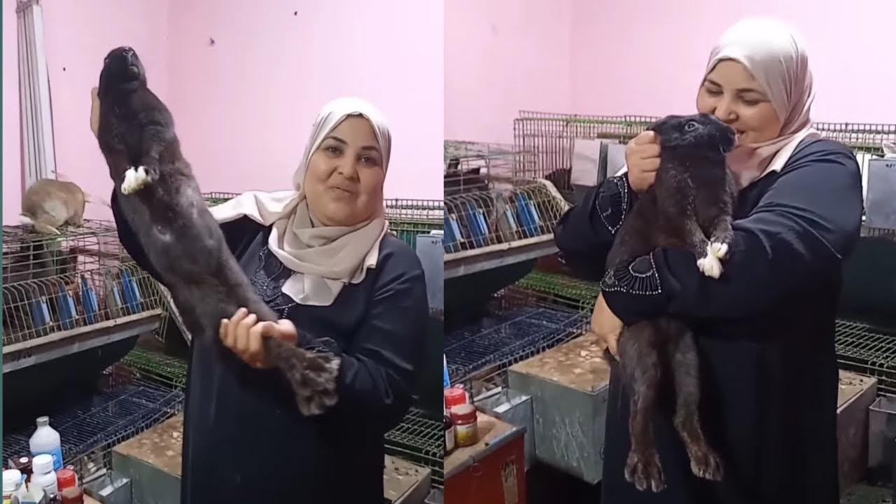 هل الارانب تحيض في الفيديو كل ما يخص تربيه الارنب